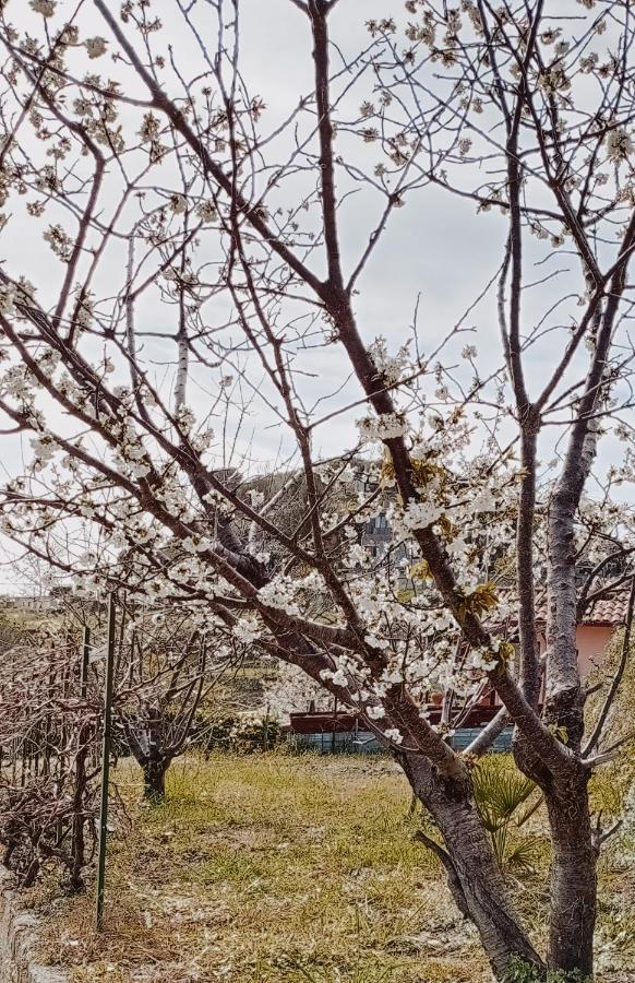 Casa Peidaigo Immersa Nel Verde,Vista Mare E Monti Ventimiglia Buitenkant foto